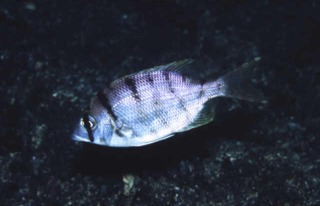 Gymnocranius griseus